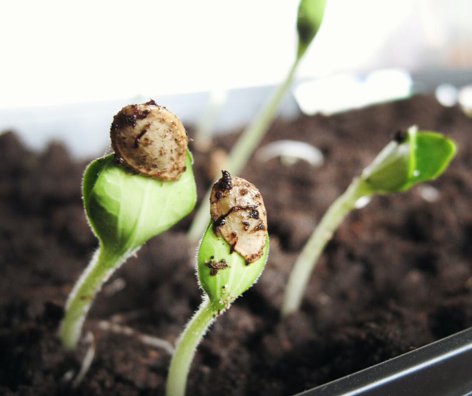 Les poussées de croissance